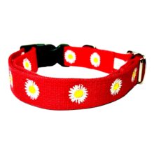 red daisy collar