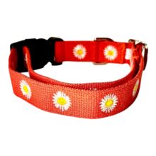 orange daisy collar